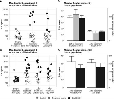 From lab to field: biological control of the Japanese beetle with entomopathogenic fungi